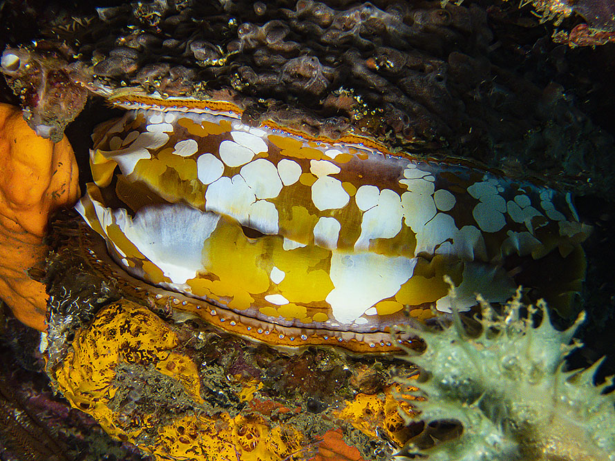 Spondylus varius